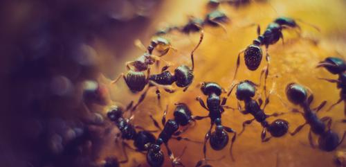 5 regras que as formigas podem ensinar para a sua comunidade online